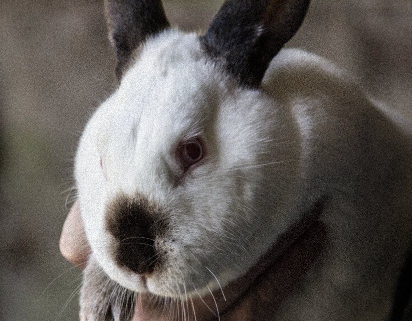 Valley Rabbits — McCoy Creative