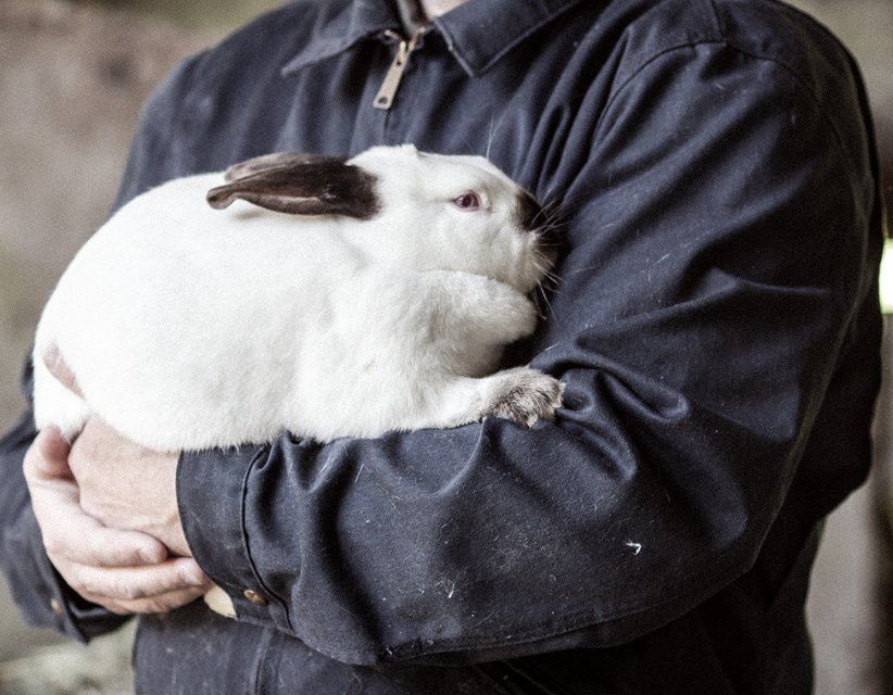 Valley Rabbits — McCoy Creative